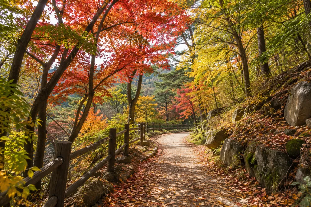 카카오맵 단풍 지도 오픈|65곳 단풍 현황과 10월 나들이 확인 순서 관련 사진풍 설명 이미지 1 · AI 제작